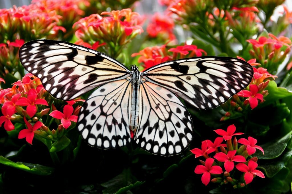 How Butterflies Taste: Do Butterflies Taste with Their Feet?